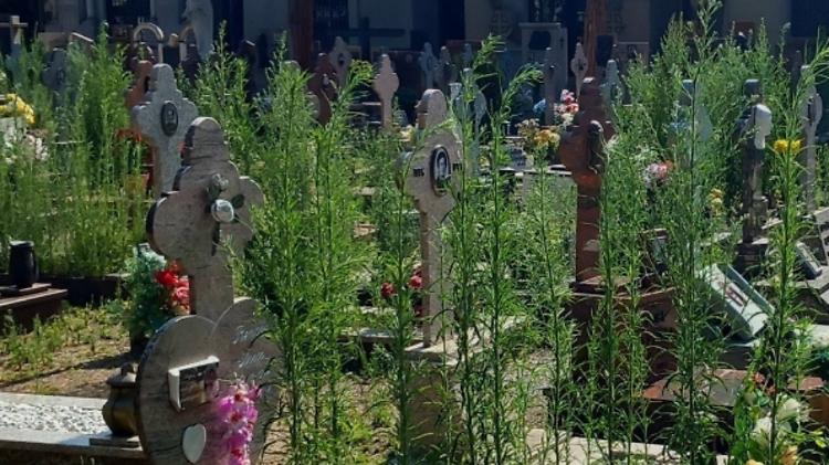 Al cimitero erbacce fra le tombe, parte lo sfalcio