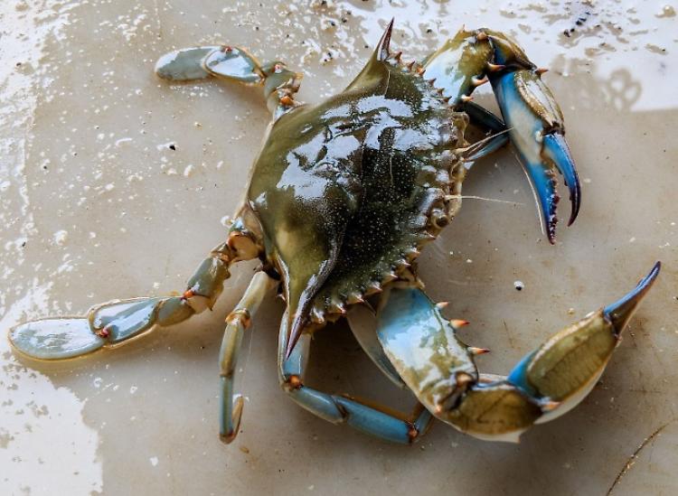 Il granchio blu è nel Po, ma è pronto il suo killer