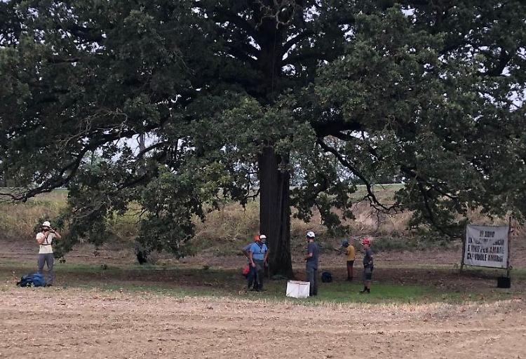 Per la quercia secolare ‘Nonna Mina’ arriva il momento del restyling