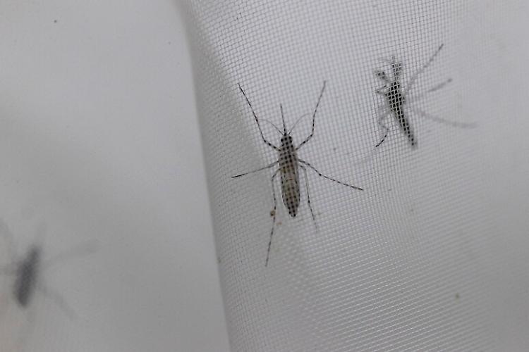 Approvato dall'Aifa un vaccino contro la malattia da Dengue