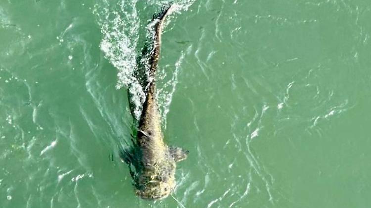 Pesca un siluro di due metri nell'Adda dal ponte