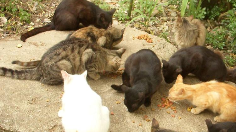 Maltrattamento animali, assolto il sindaco Mariani: «Il fatto non sussiste»