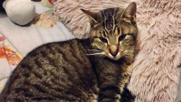 Il gatto Korason, sparito per un anno, ricompare a Pizzighettone 