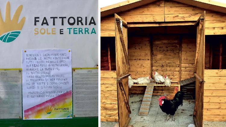 Furto alla Fattoria Sole: via 20 galline, un gallo e un coniglietto