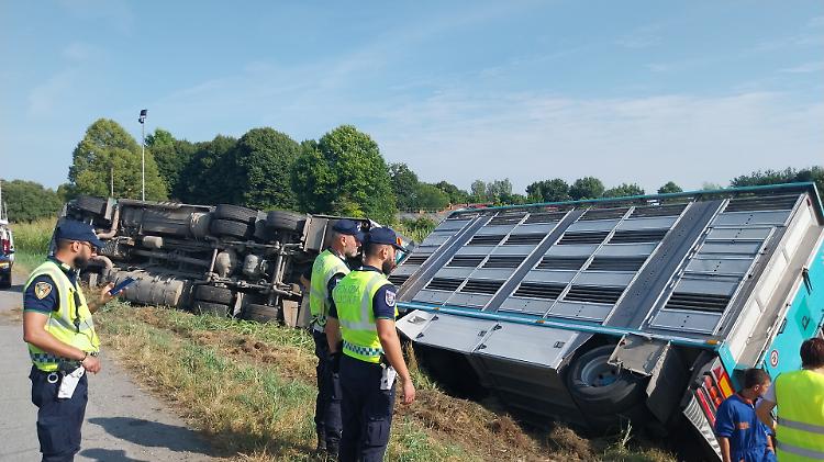 Trasporto animali carico di suini ribaltato a San Pedrengo