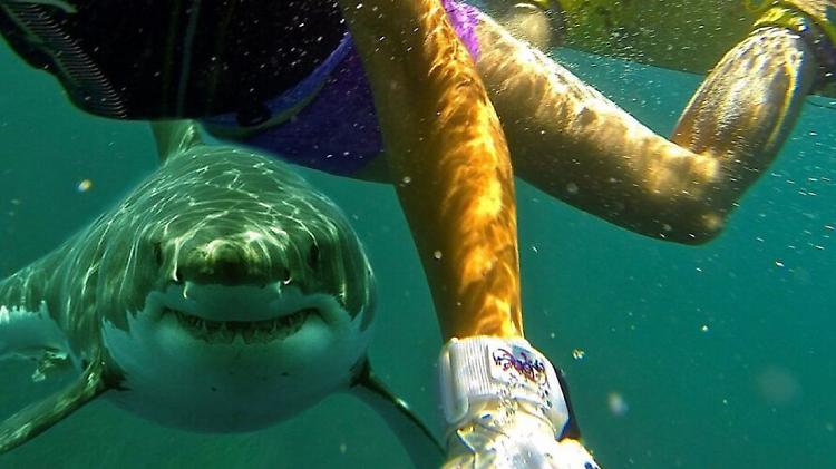 Turisti attaccati da uno squalo a Marsa Alam: 69enne di Genivolta ferito, l'altro è morto