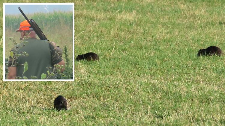 Nutrie, già 800 abbattute in gennaio