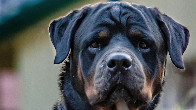 Corriere morsicato da un cane durante una consegna, va in pronto soccorso