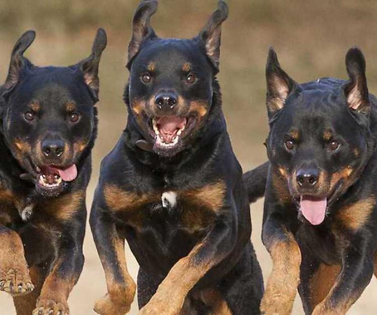 Gatta sbranata dai tre rottweiler in fuga