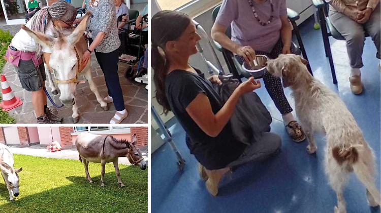 Un cane e due asine in Rsa: la pet therapy alla Don Mori