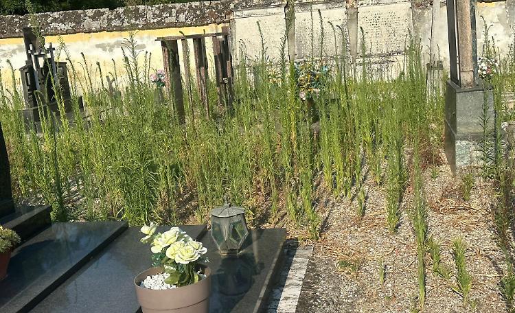 Erbacce e incuria al cimitero: «Situazione fuori controllo»