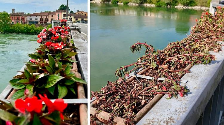 Fiori morti sul ponte Trento Trieste, è polemica