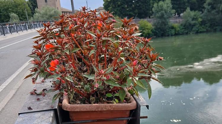 Ponte Trento Trieste: riaperto l'impianto si irrigazione, i fiori... in ripresa