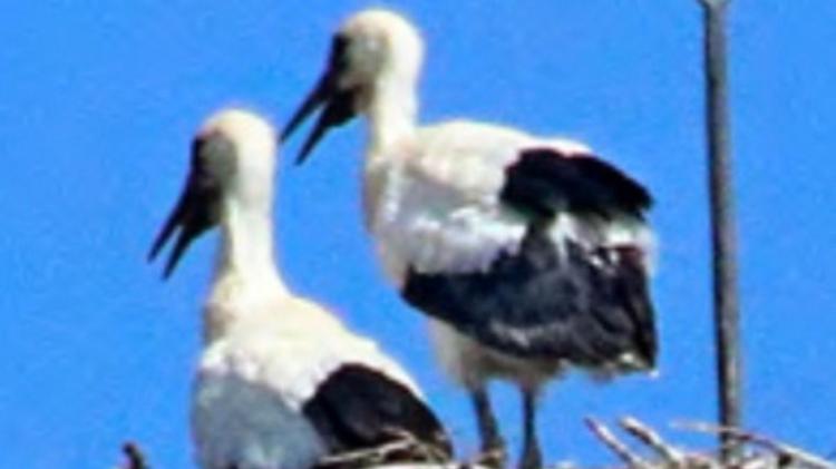 Cicogne: nel 2025 &lsquo;boom&rsquo; di nascite