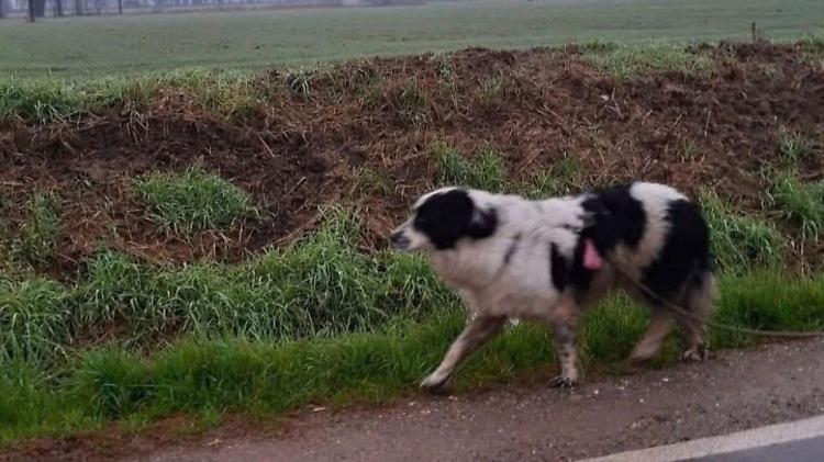 Appello via social per trovare il cane smarrito